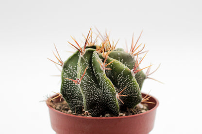 Astrophytum ornatum "Budget prikker special"