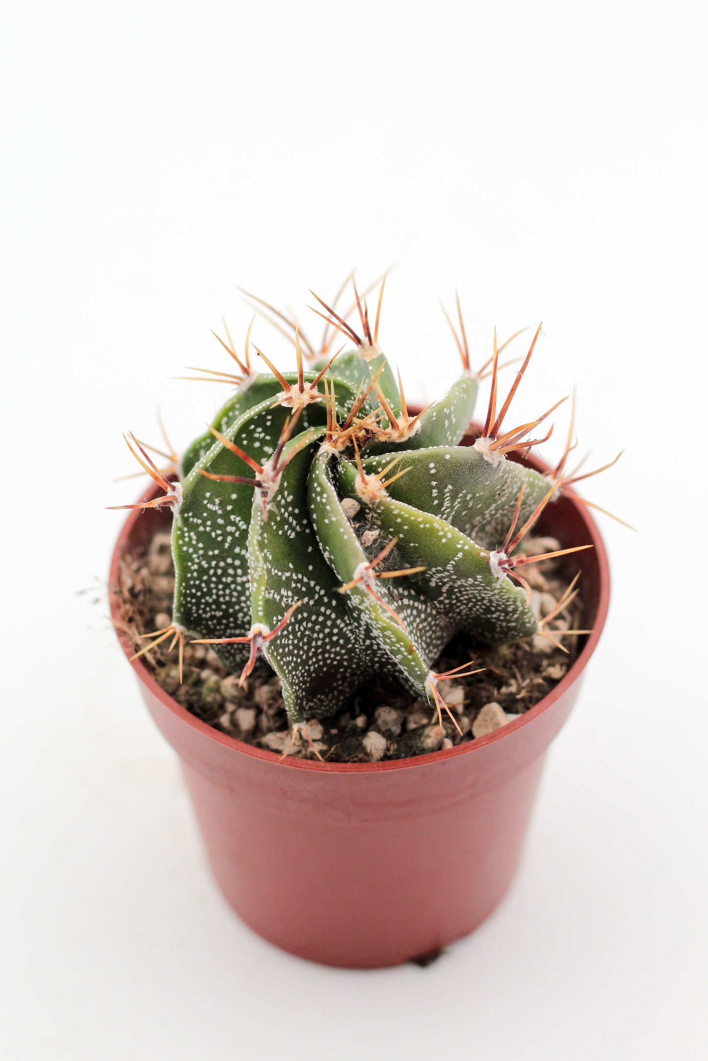 Astrophytum ornatum "Budget prikker special"