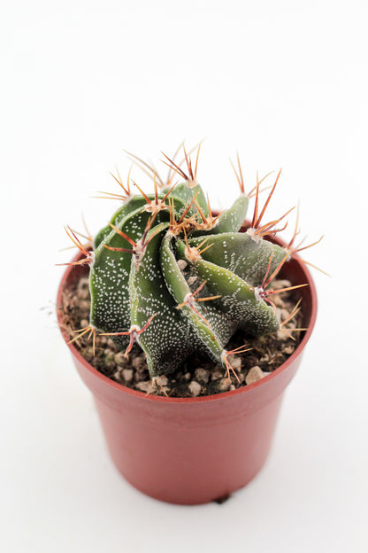 Astrophytum ornatum "Budget prikker special"