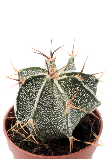 Astrophytum ornatum white line