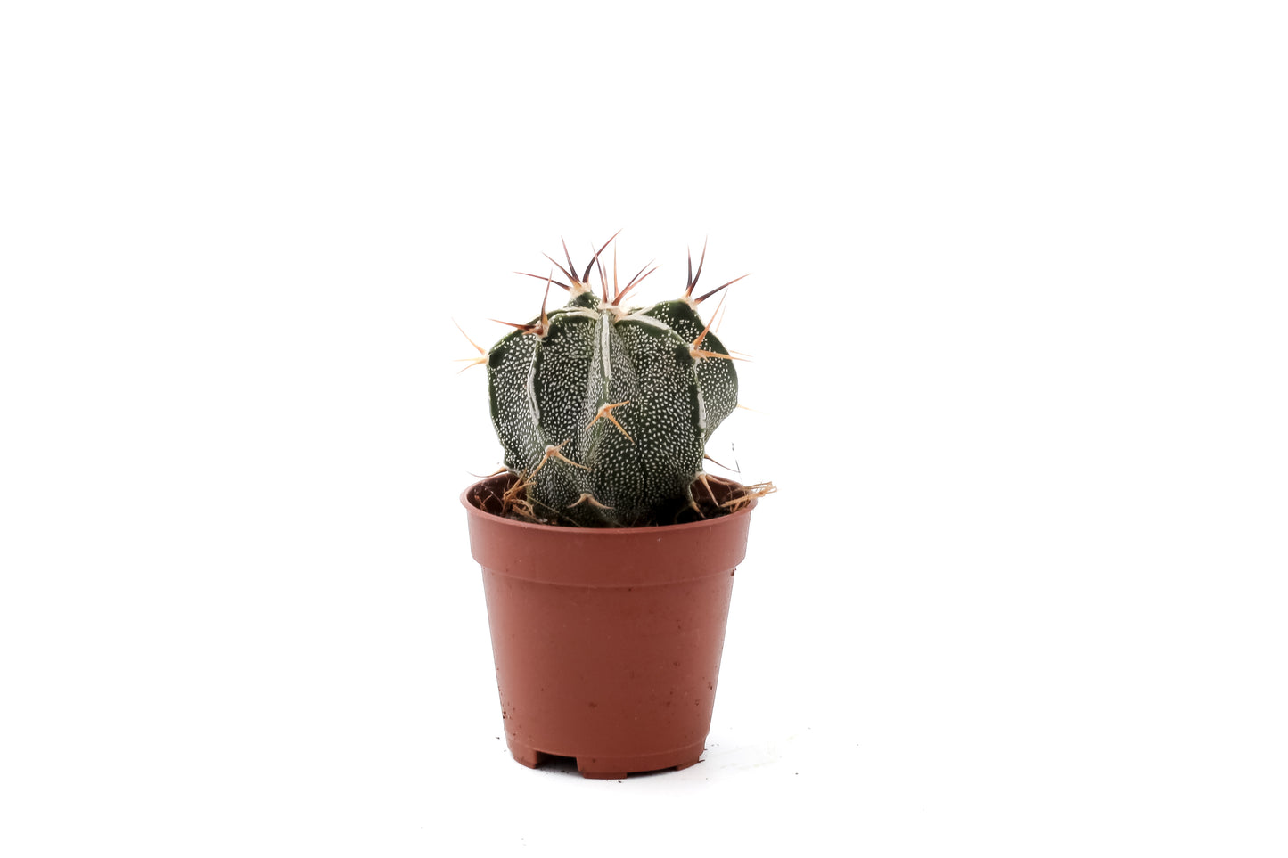 Astrophytum ornatum white line