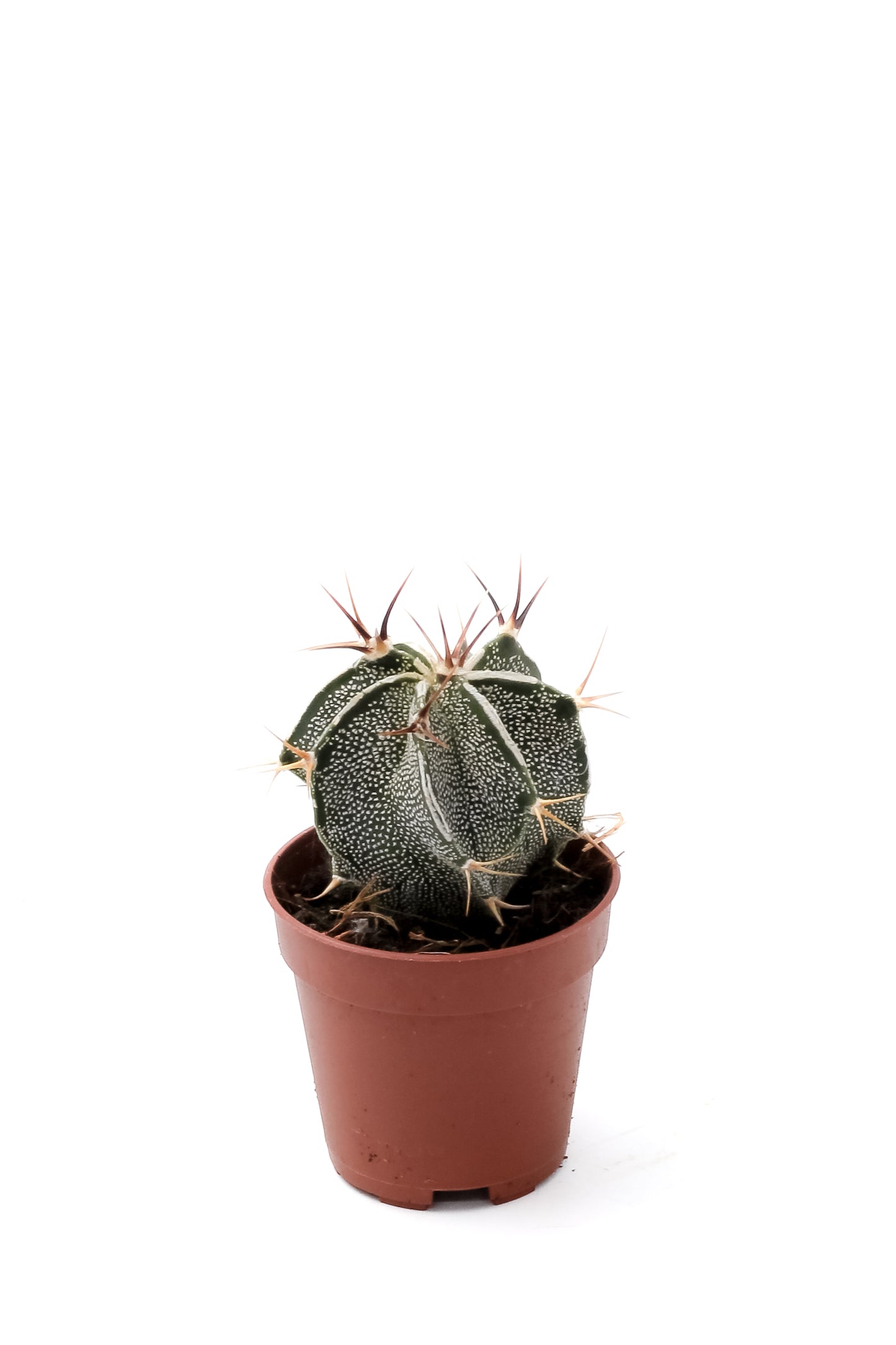 Astrophytum ornatum white line