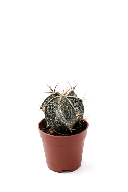 Astrophytum ornatum white line