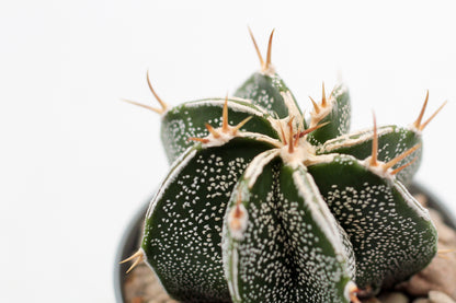 Astrophytum Ornatum white line hybrid
