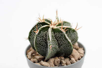 Astrophytum Ornatum white line hybrid