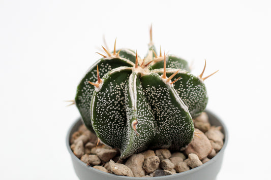 Astrophytum Ornatum white line hybrid
