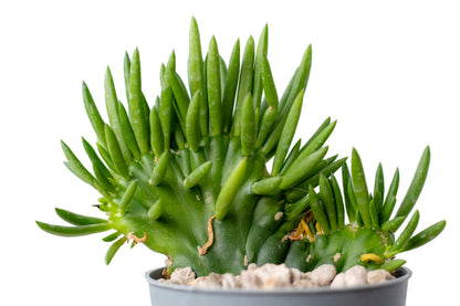 Austrocylindropuntia subulata Cristaat