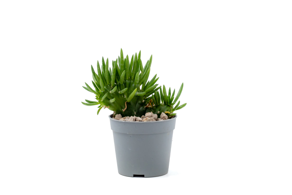 Austrocylindropuntia subulata Cristaat