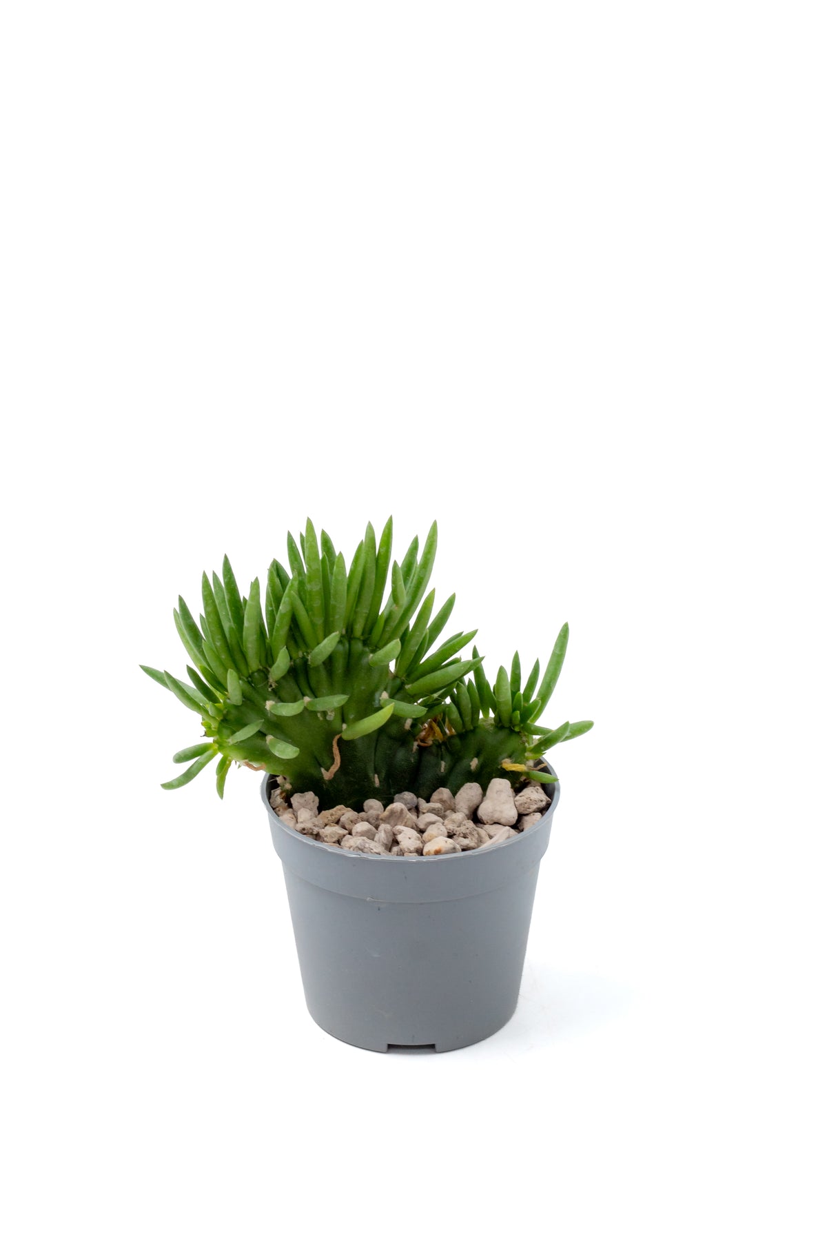 Austrocylindropuntia subulata Cristaat