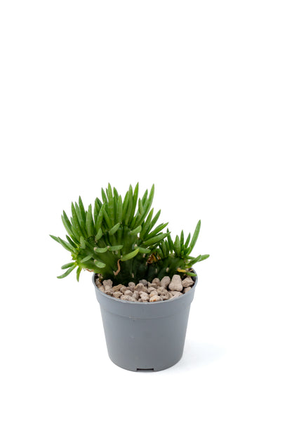 Austrocylindropuntia subulata Cristaat