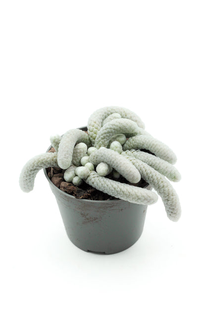 Avonia Papyracea subs. Namaensis