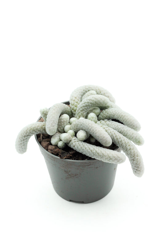 Avonia Papyracea subs. Namaensis