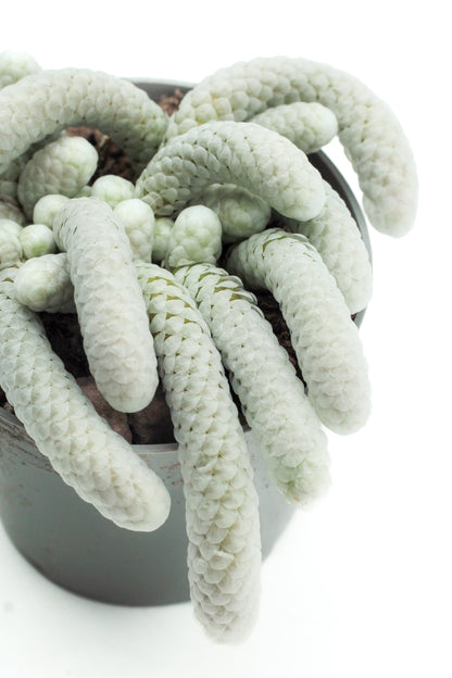 Avonia Papyracea subs. Namaensis
