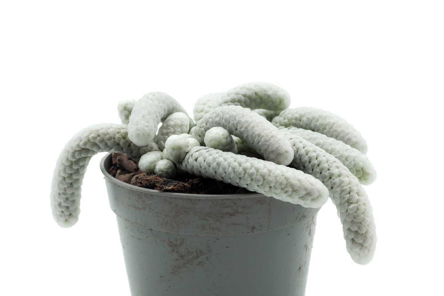 Avonia Papyracea subs. Namaensis