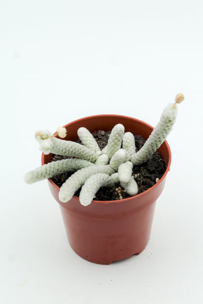 Avonia Papyracea subs. Namaensis