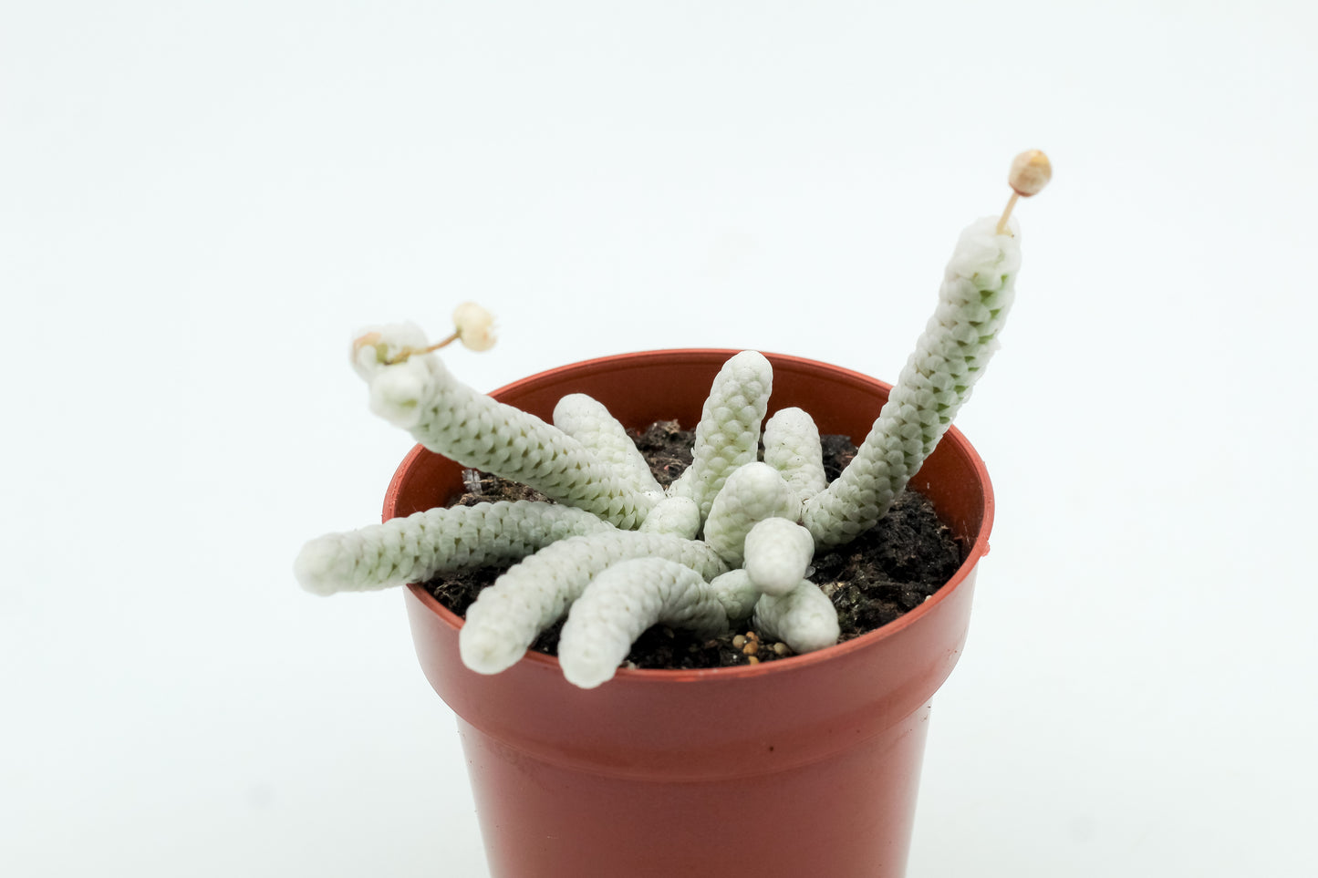 Avonia Papyracea subs. Namaensis