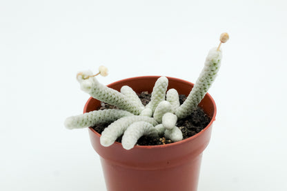 Avonia Papyracea subs. Namaensis