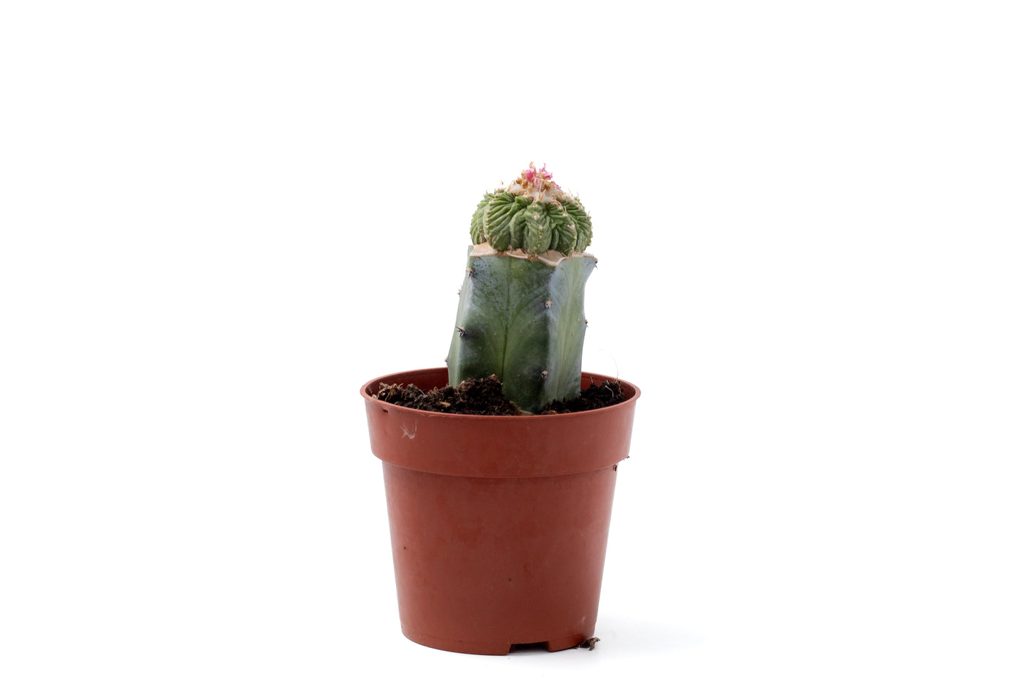 Aztekium ritteri