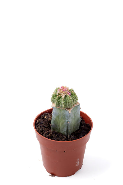 Aztekium ritteri