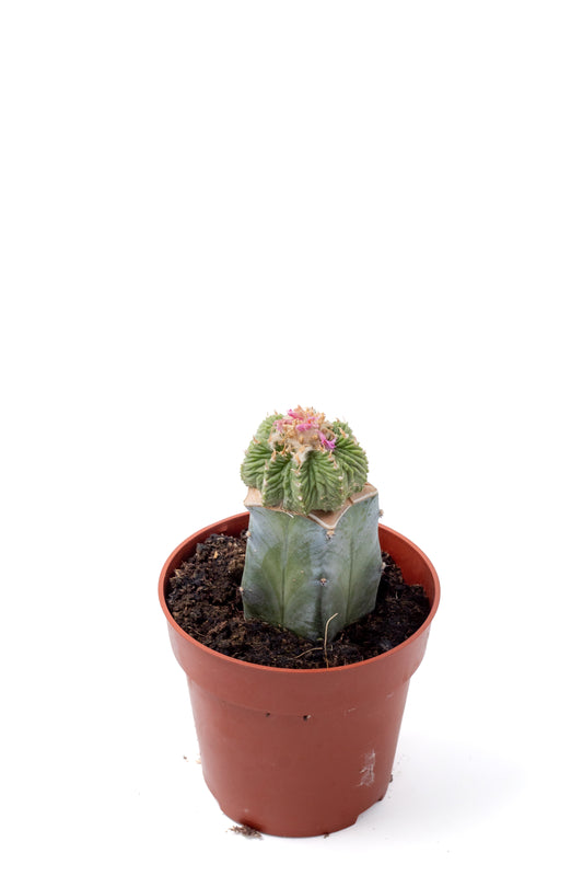 Aztekium ritteri