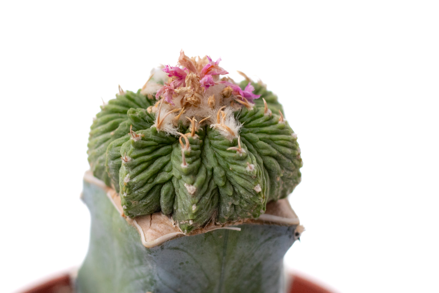 Aztekium ritteri