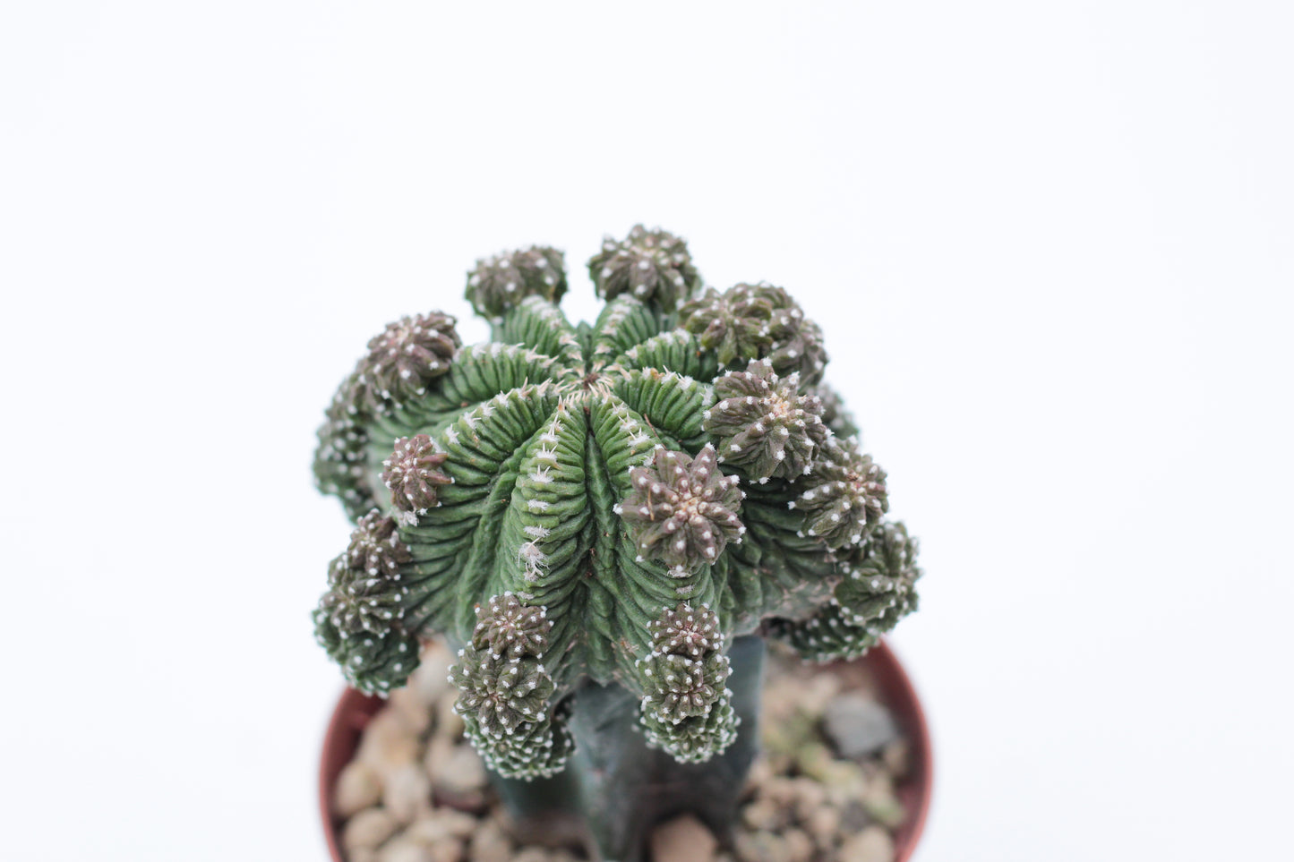 Aztekium ritteri