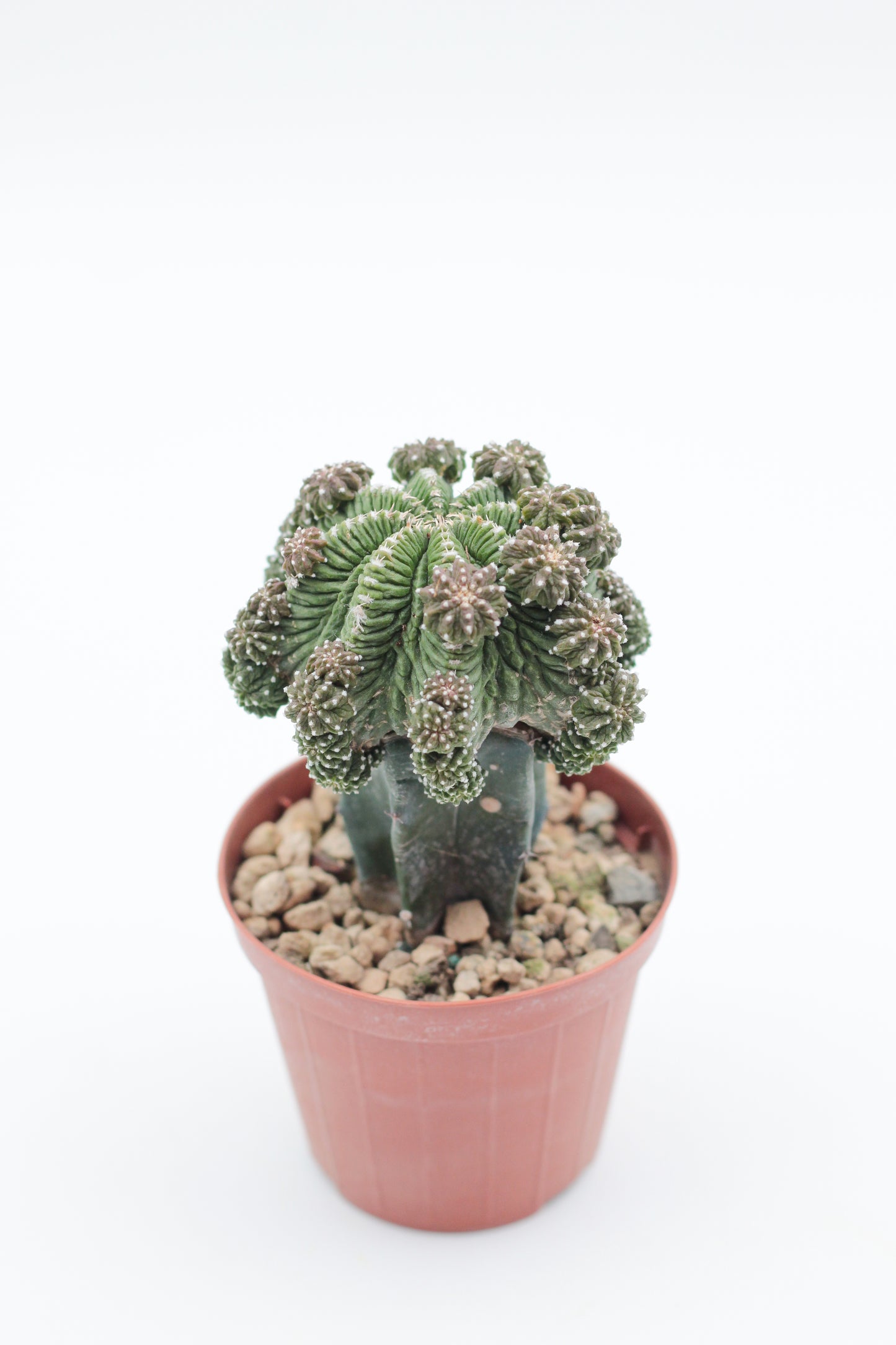 Aztekium ritteri