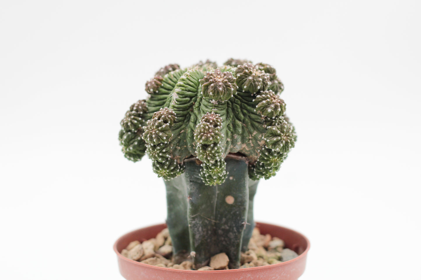 Aztekium ritteri