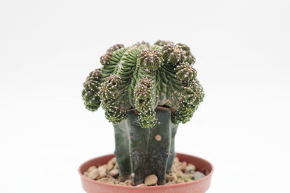 Aztekium ritteri