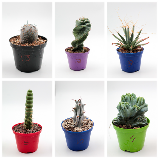 Cactus specials