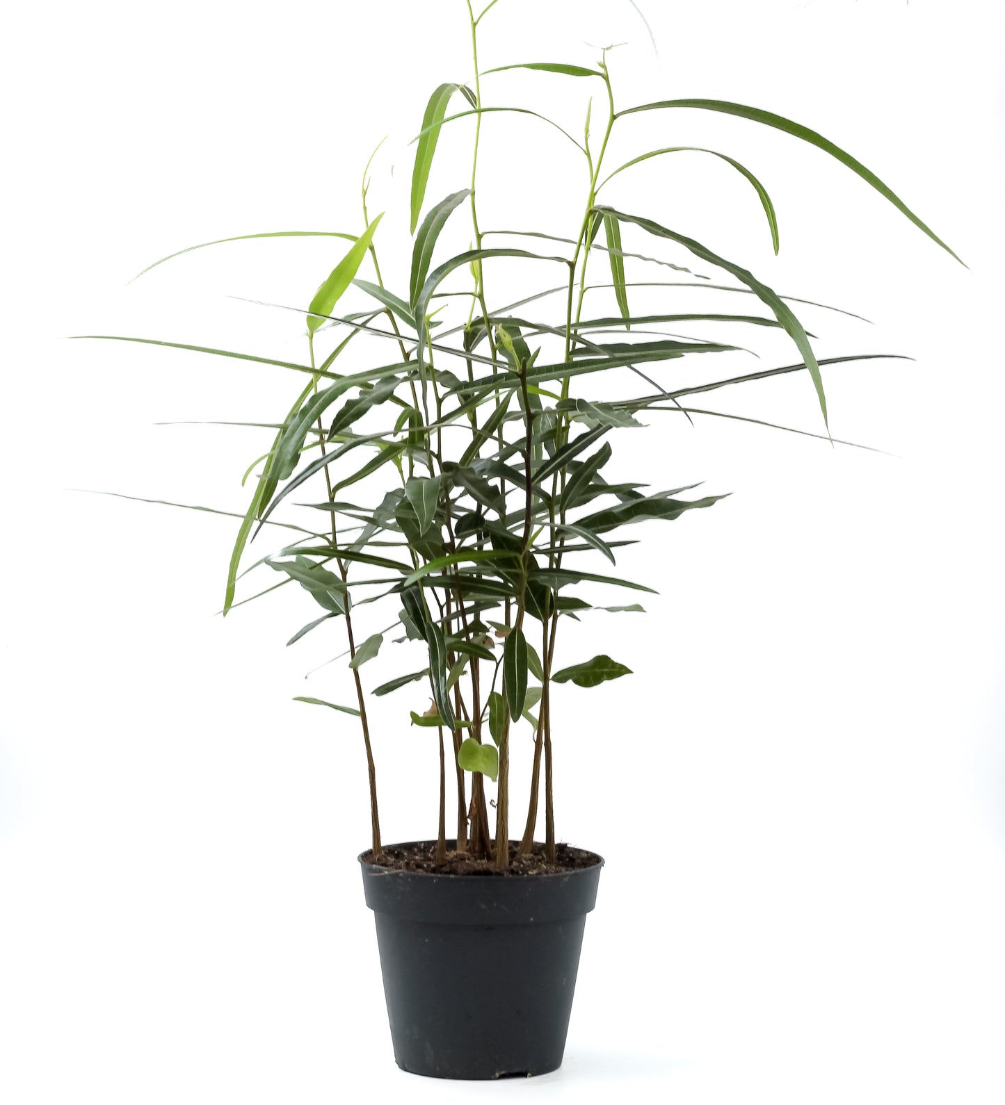 Brachychiton rupestris flessenboom'