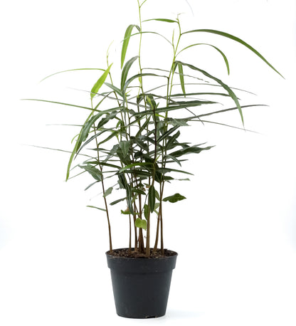 Brachychiton rupestris flessenboom'