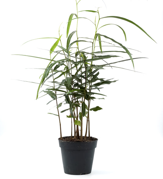Brachychiton rupestris flessenboom'