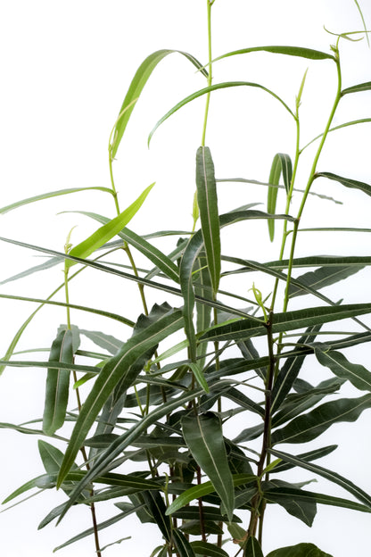 Brachychiton rupestris flessenboom'