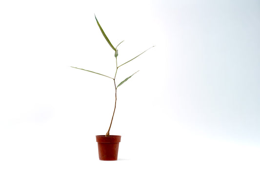 Brachychiton rupestris flessenboom'