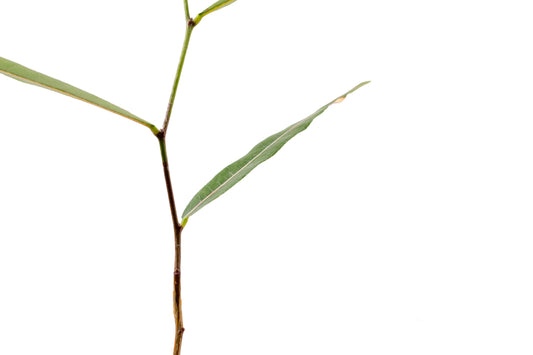 Brachychiton rupestris flessenboom'