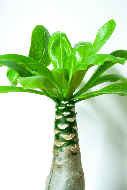 Brighamia Insignes Hawaiian Palm