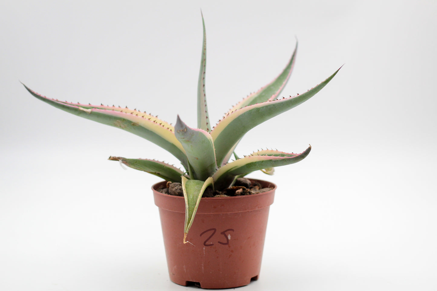 Cactus specials