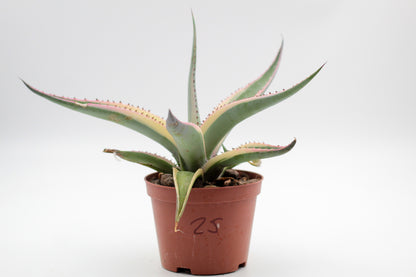 Cactus specials