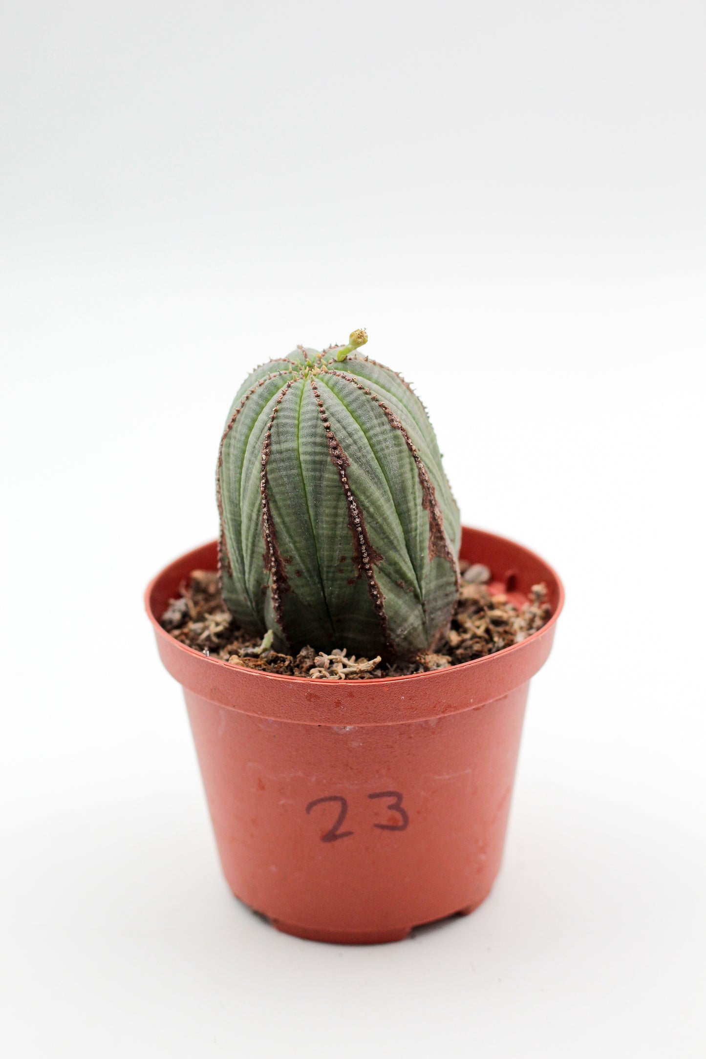 Cactus specials