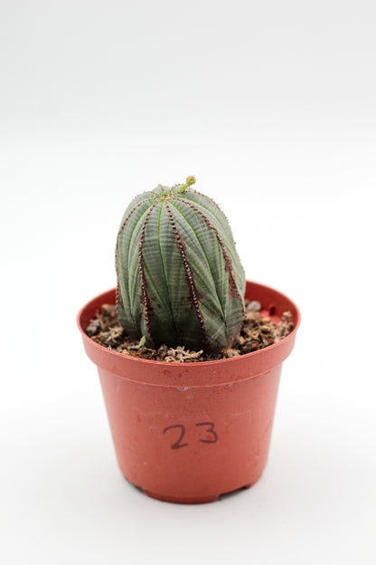 Cactus specials