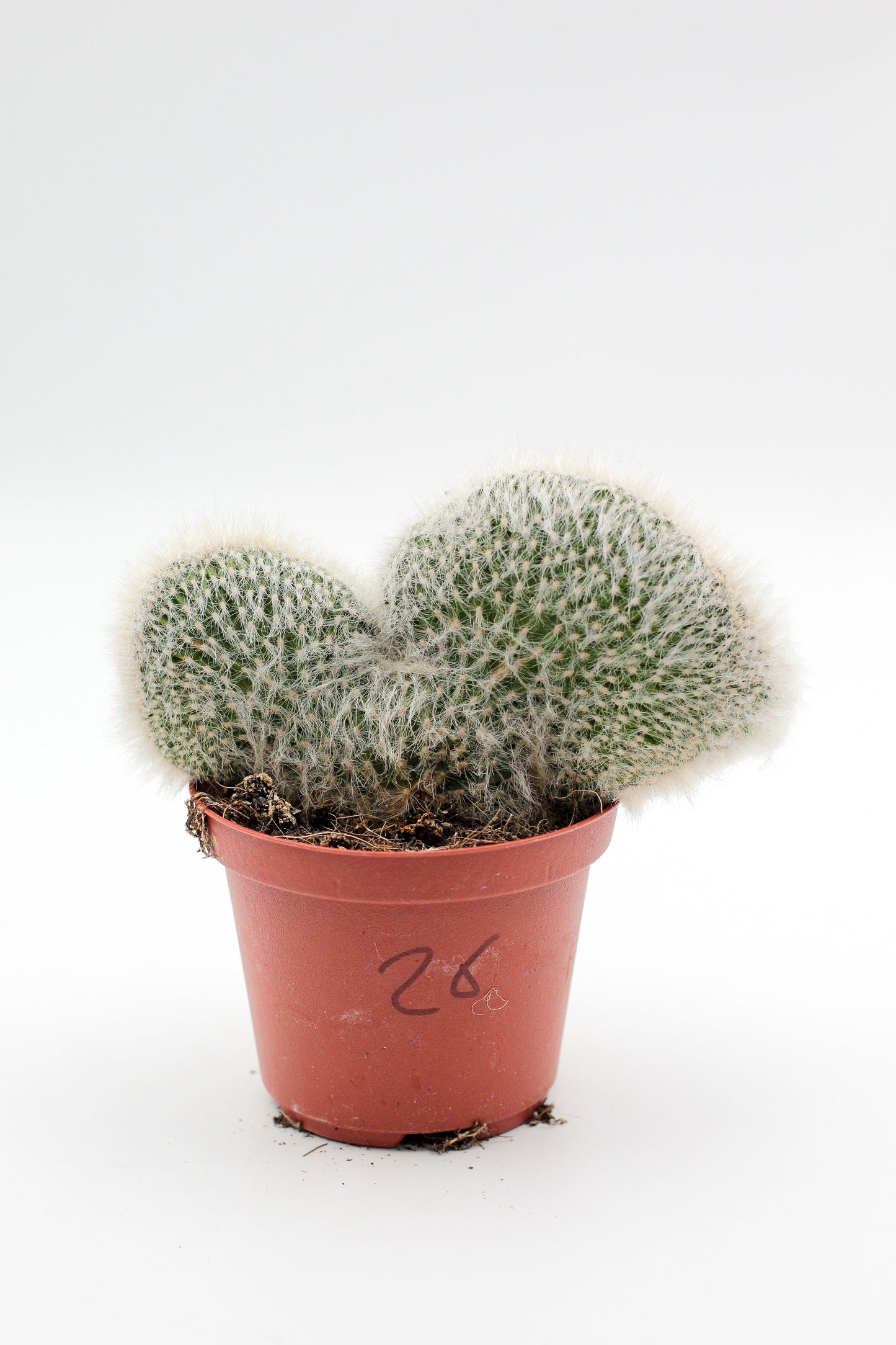 Cactus specials