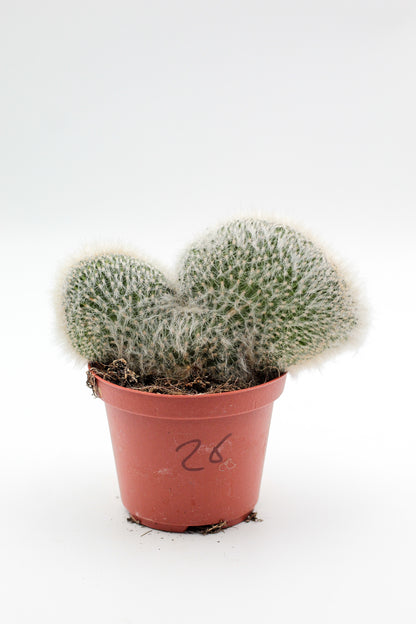 Cactus specials