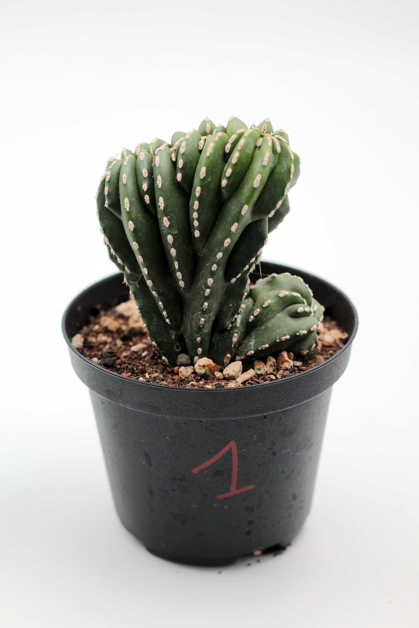 Cactus specials