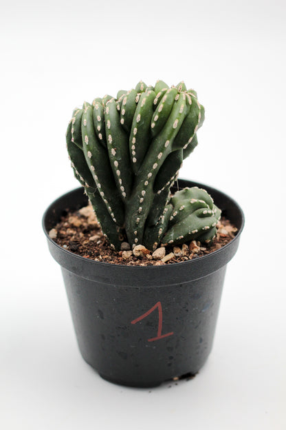 Cactus specials