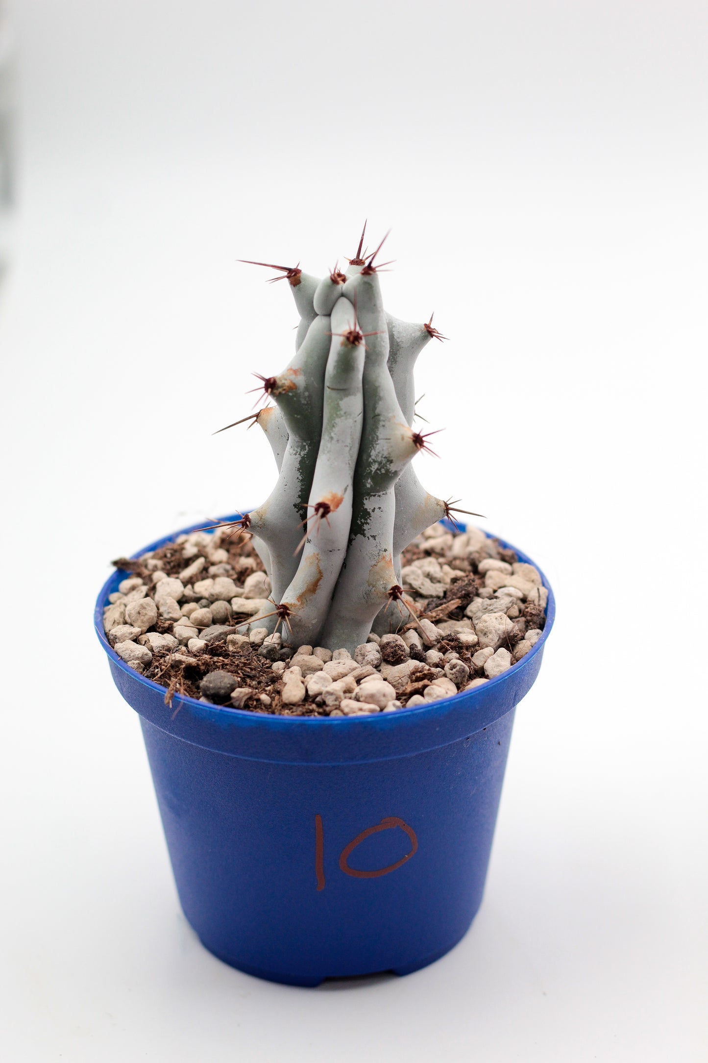 Cactus specials