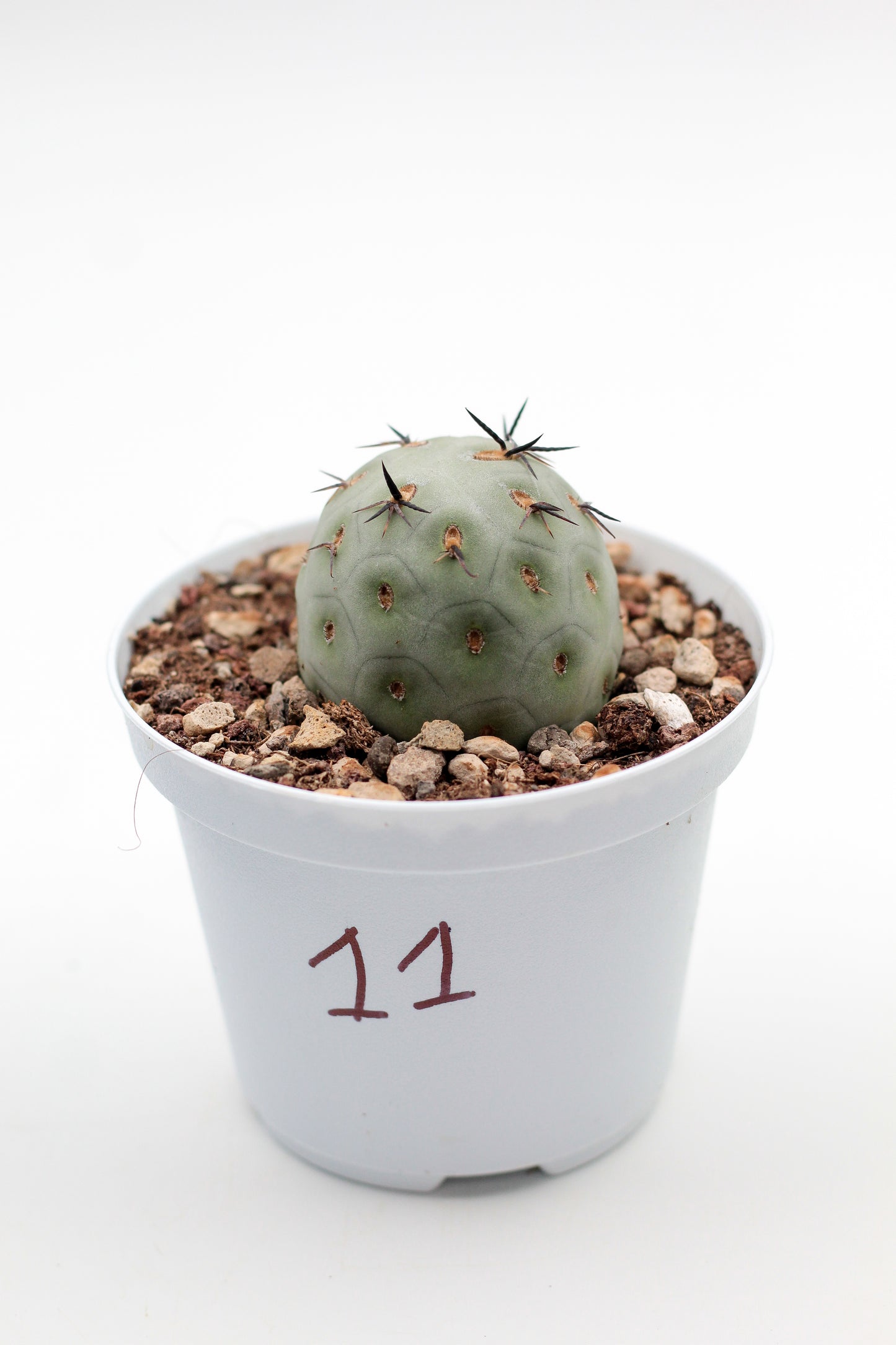 Cactus specials