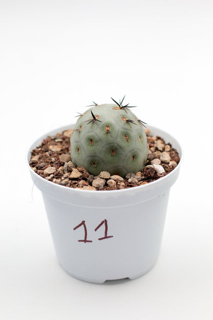 Cactus specials