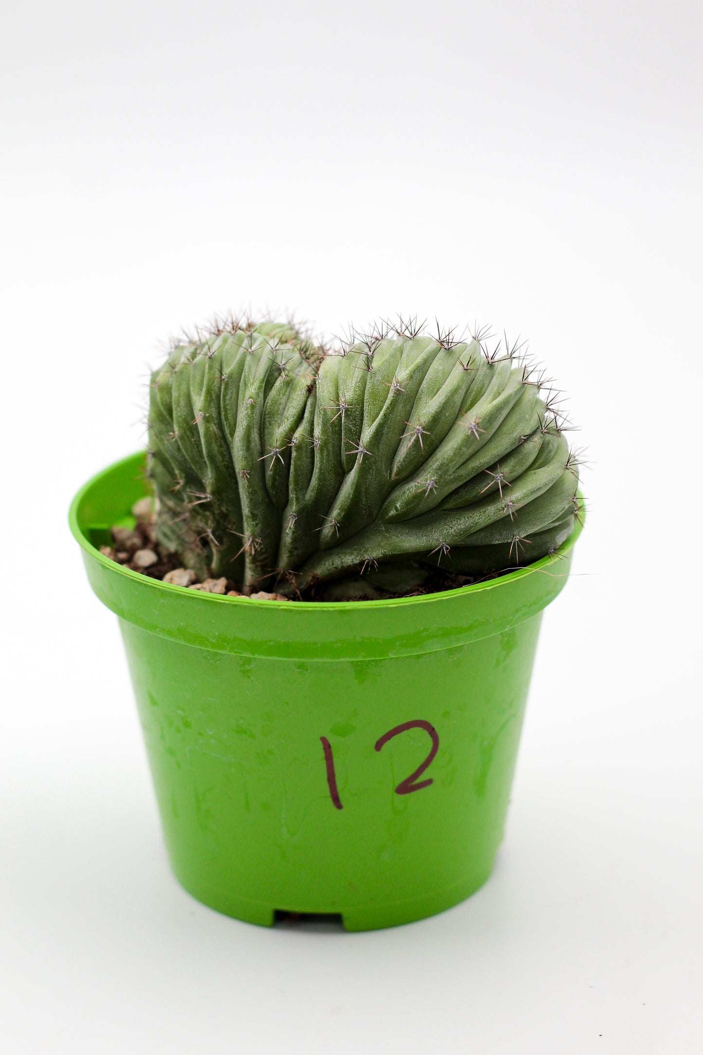 Cactus specials