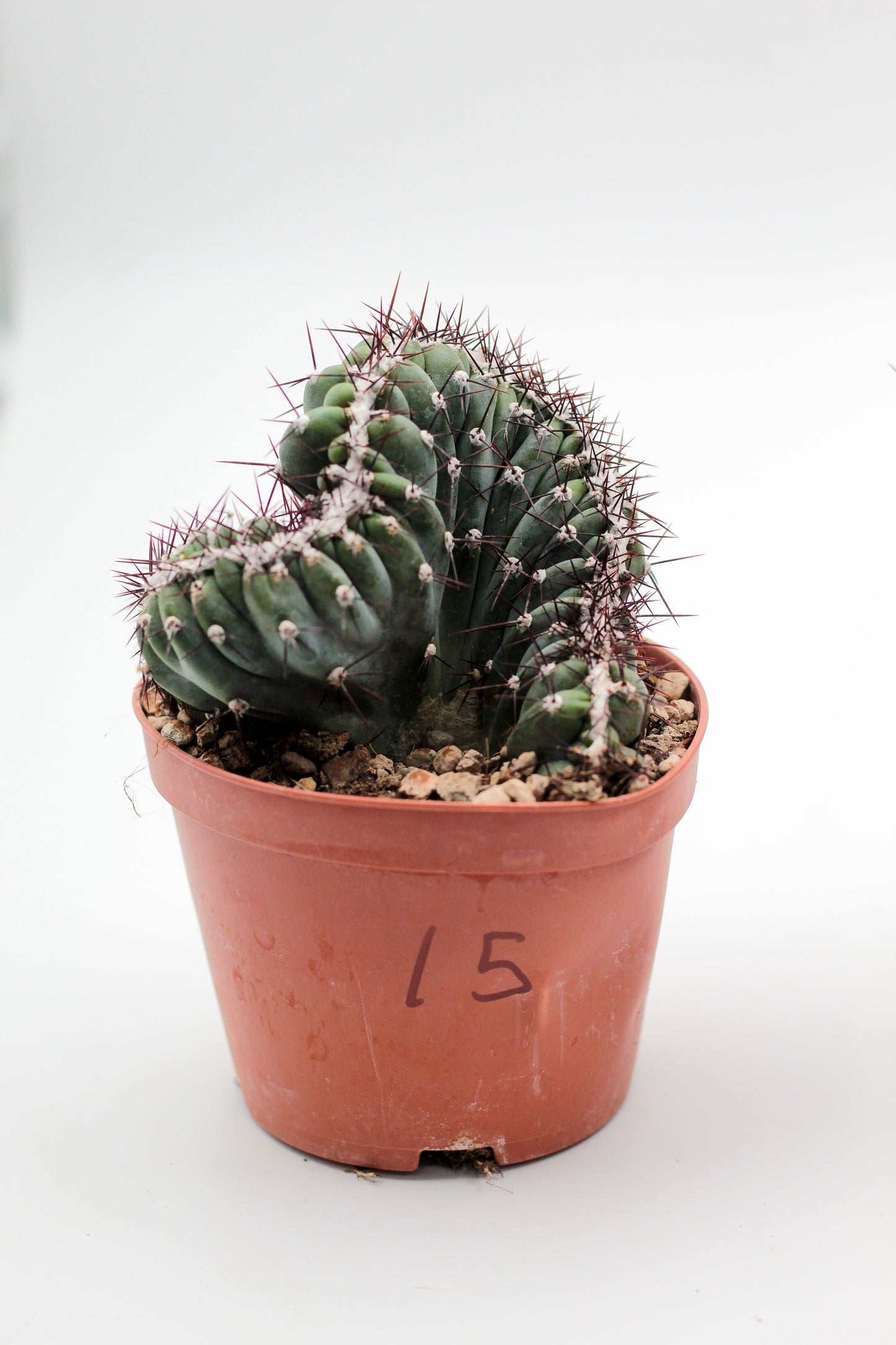 Cactus specials